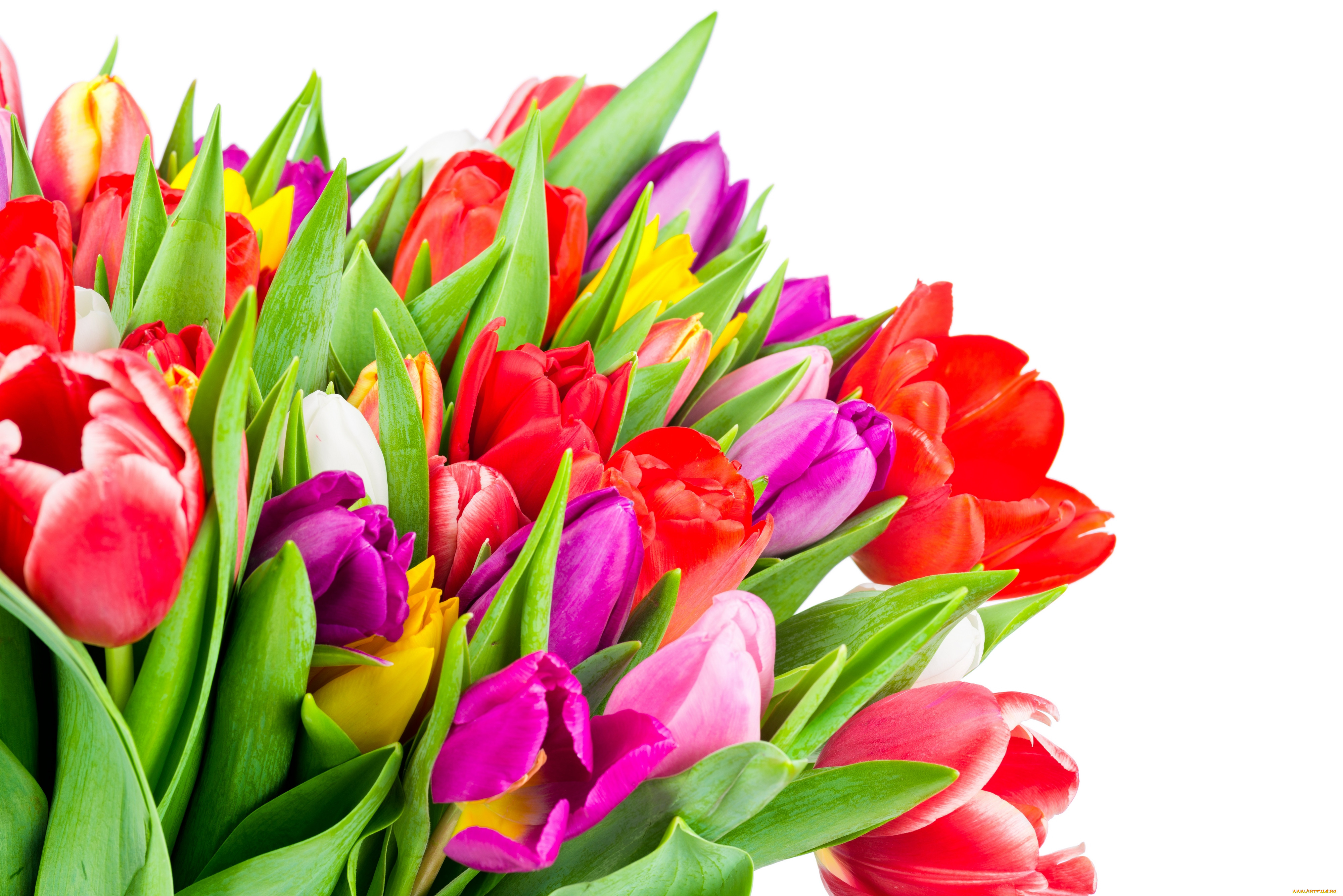 , , colorful, tulips, flowers